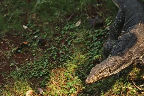 Komodo Stock Photos
