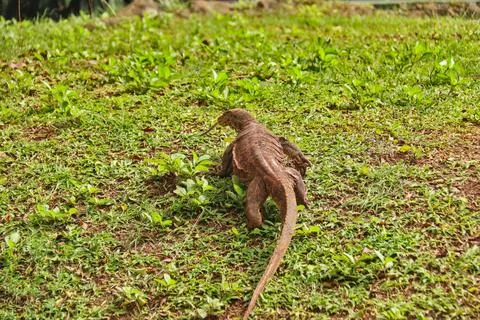 Komodo Foto stock