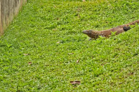 Komodo Stock Photos