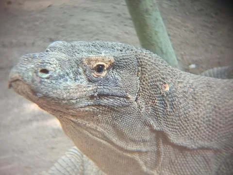 Komodo Stock Photos