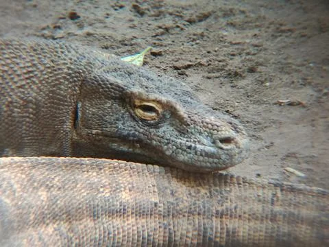 Komodo Fotos de archivo