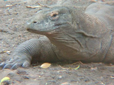 Komodo Foto stock
