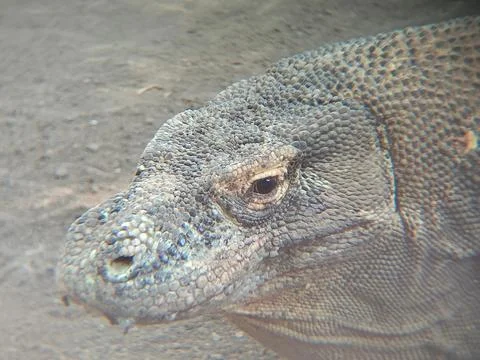 Komodo Stock Photos