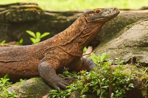 Komodo Stock Photos