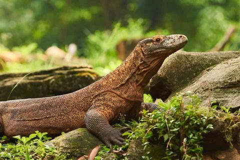 Komodo Stock Photos