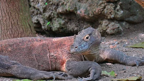 Komodo is resting 스톡 동영상 246800319