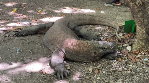 Komodo sleeping and wake up on the ground handheld camera movement Stock Footage 276165044