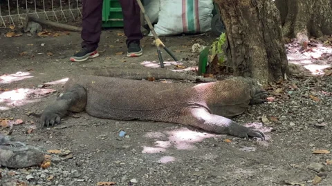 Komodo sleeping on the ground handheld camera movement Stock Footage 276163604