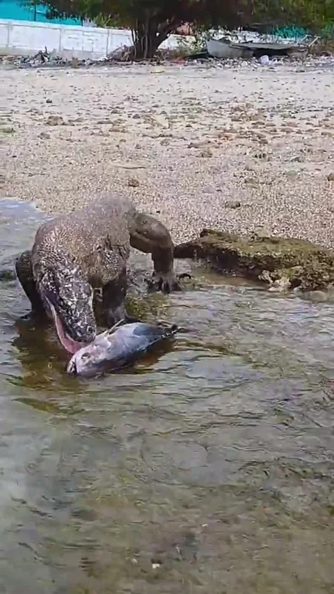 KOMODO  Vs Tuna Stock-Footage 235713502