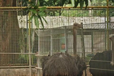 Komodo walking Foto stock
