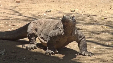 Komodo Waran 1 Video stock 102953815