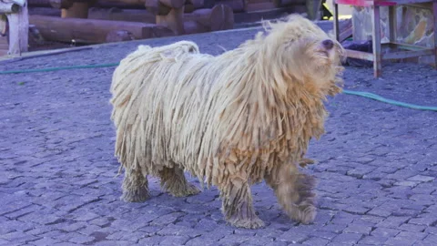 The Komondor Video stock 228992867