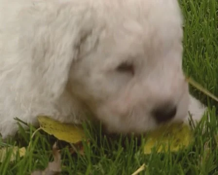 Komondor pup in grass - close up Stock Footage 54599573
