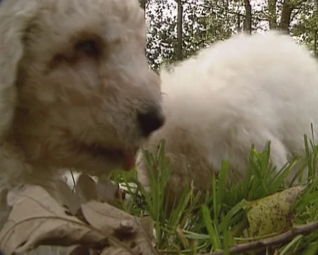 Komondor pups exploring in grassfield - low angle Stock Footage 54599723