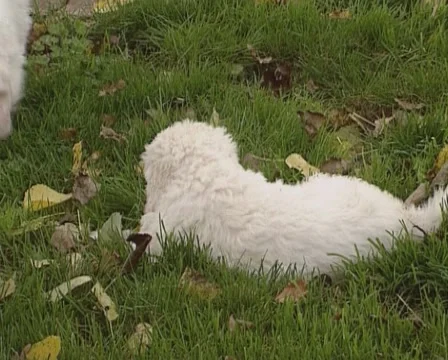 Komondor pups playing in grass Stock Footage 54599454