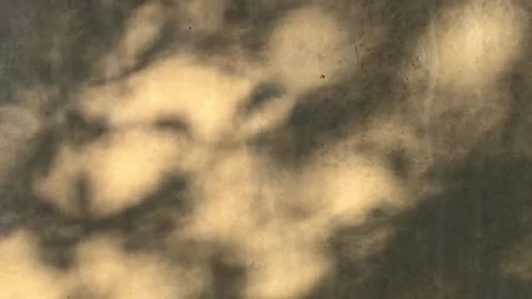 Komorebi Light, Moving Tree shadow looing footage Stock Footage 267417801