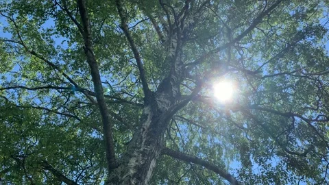 Komorebi, sun behind the trees Vidéo 149477036