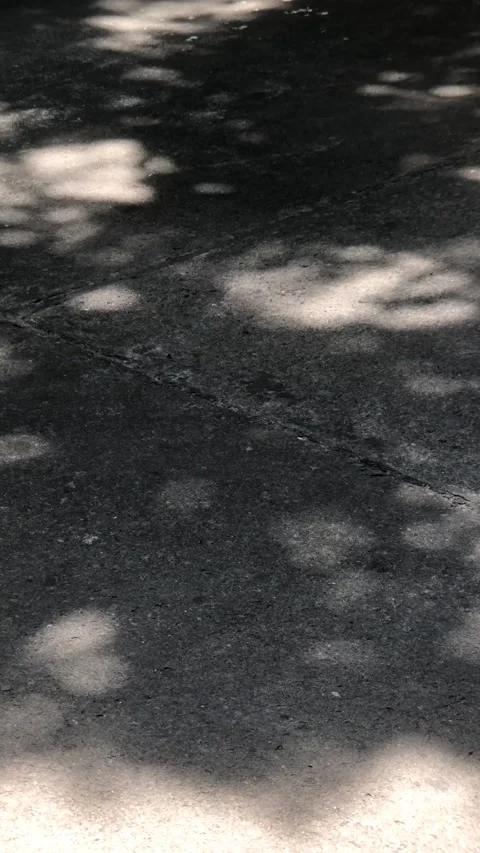 Komorembi tree shadlow on road, Looping Video Stock Footage 267994712