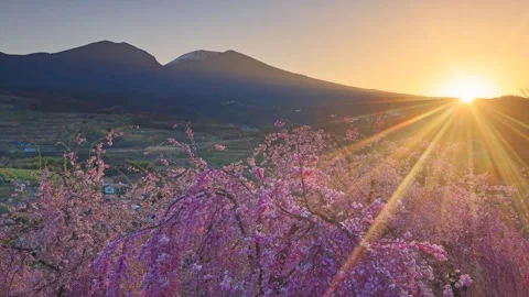 Komoro Yaebeni Cherry Blossoms, Mount Asama, and the Rising Morning Sun Video stock 333200246