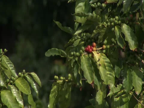 Kona Coffee Cherry Video stock 22243982