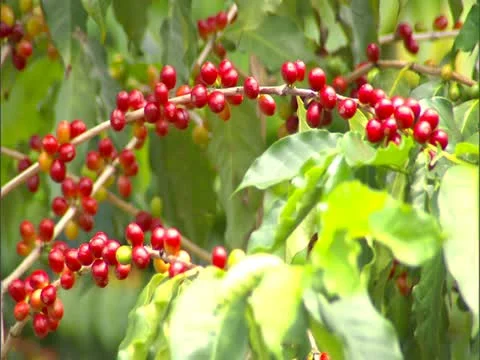 Kona Coffee Cherry Stock-Footage 22244003