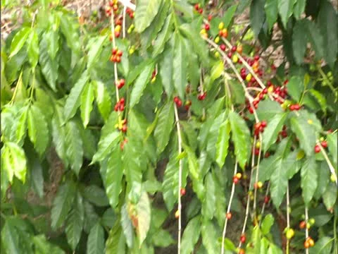 Kona Coffee Trees Stock-Footage 22244014