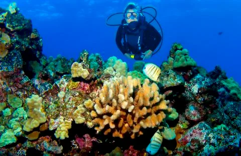 Kona reef Stock Photos
