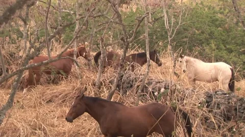 Kona Wild Horses Stock Footage 5246100