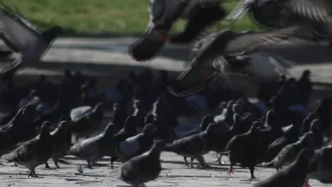 Konak Crowd 2012 Stock Footage 335966484