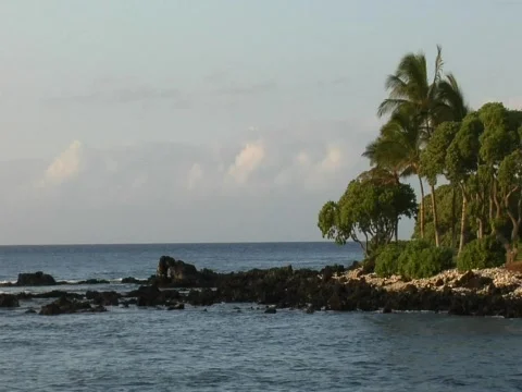 KonaPalmRocksOceanView Stock Footage 283866