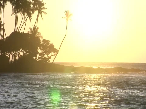 KonaPalmSunset-TL Stock Footage 284331