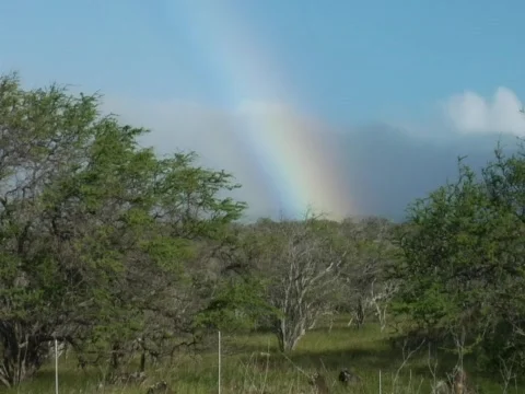 KonaRainbowOverTrees Stock Footage 283879