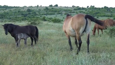 Kone5 Stock Footage 81360875