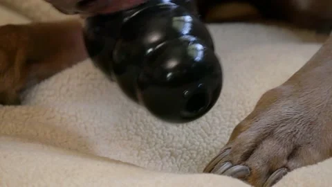 Kong dog toy close up Stock Footage 140936612