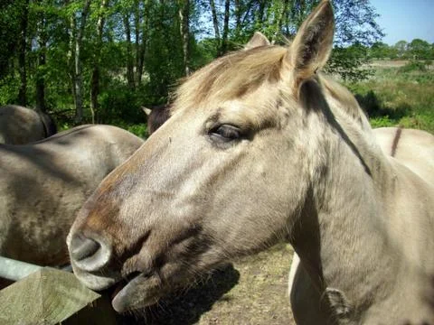 Konic pony Stock Photos