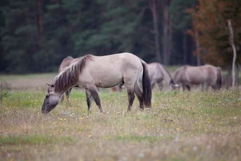 Konik horse eats grass Stock Photos