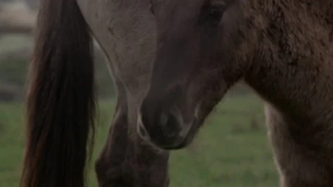 Konik Horse Video stock 145683180