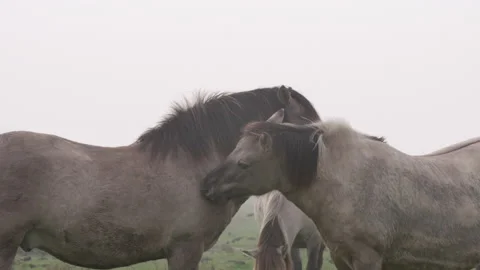 Konik Horse Video stock 145683184
