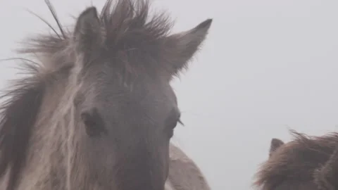 Konik Horse Video stock 145683394