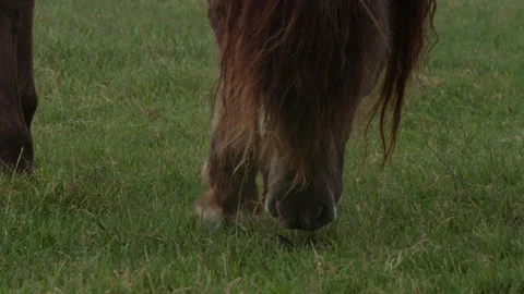 Konik Horse Video stock 145683965