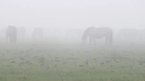 Konik Horse Video stock 145684064