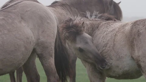 Konik Horse Video stock 145684230