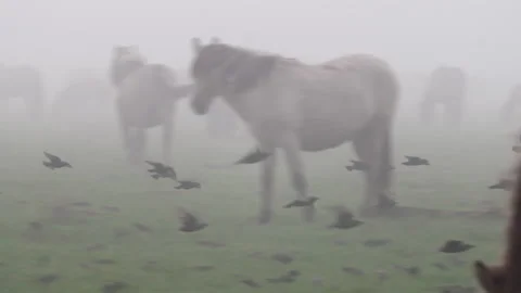 Konik Horse Video stock 145684372