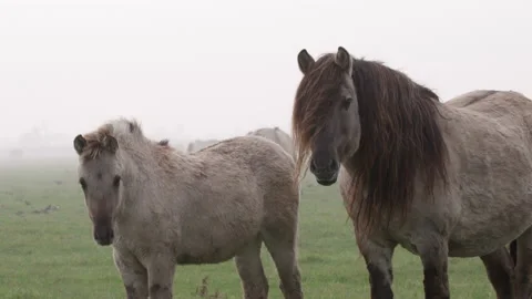 Konik Horse Video stock 145684386