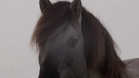 Konik Horse Video stock 145684420