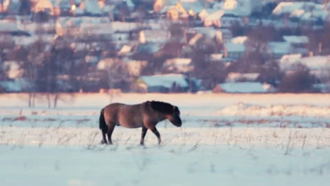 Konik Horses in Snow at Sunset with City Skyline in Winter Landscape Vídeo Stock 286343553