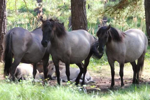 Konik Stock Photos