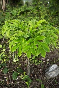 Konjac in the field Stock Photos