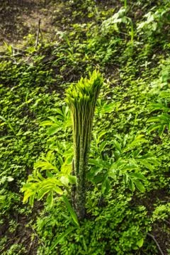 Konjac in the field Stock Photos
