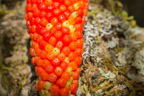 The konjac seed Stock Photos